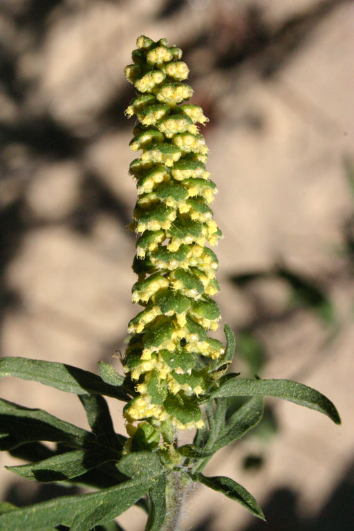 Immagine pianta ambrosia in fiore